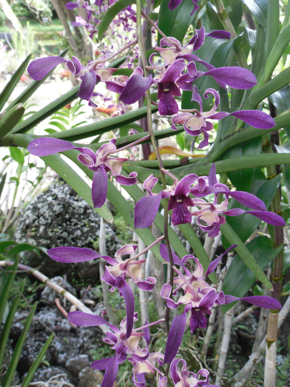 Pretty flowers of Kauai